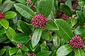 Japanese skimmia (Skimmia japonica) with flowerbuds in december