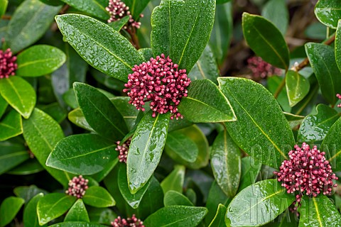 Japanese_skimmia_Skimmia_japonica_with_flowerbuds_in_december