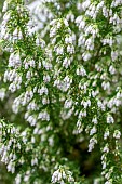 Tree heath (Erica arborea) Pink Joy