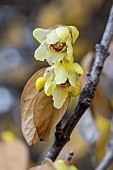 Wintersweet (Chimonanthus praecox) flowers in january, Vaucluse, France