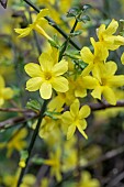 Flowering Winter jasmine (Jasminum nudiflorum) in december, Vaucluse, France