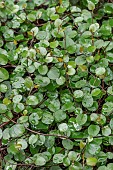 Maidenhair vine (Muehlenbeckia complexa)