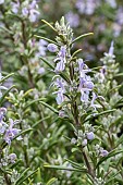 Winter flowering Rosemary (Rosmarinus officinalis), Vaucluse, France