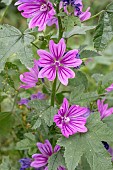 Winter flowering Common Mallow (Malva sylvestris), Gard, France