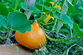 Squash (Cucurbita maxima potimarron) in the garden on a tile to prevent rotting, Magalas, Hérault, France