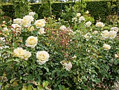 Hybrid tea rose, Rosa Elina, in bloom