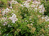 Modern hybrid rose, Rosa Auberge de lIll, Breeder : Eve (FRA) 2002, in bloom