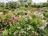 Bush rose, Rosa Auberge de lIll, Rosa Rigo Fortuna, Rosa Douceur Normande, in bloom