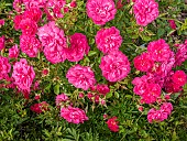 Rose Polyantha, Rosa Knirps Breeder: Kordes (GER) 2004, in flower