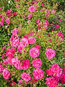 Rose Polyantha, Rosa Knirps Breeder: Kordes (GER) 2004, in flower
