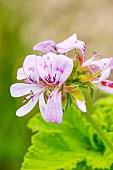 Grapeleaf Geranium, Pelargonium vitifolium, flowers