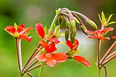 Scented Pelargonium, Pelargonium tongaense, flowers