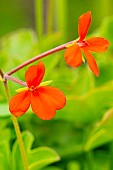 Scented Pelargonium, Pelargonium tongaense, flowers