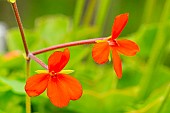 Scented Pelargonium, Pelargonium tongaense, flowers