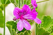 Scented leaf Pelargonium, Pelargonium cucullatum strigifolium, flowers
