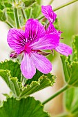 Scented leaf Pelargonium, Pelargonium cucullatum strigifolium, flowers