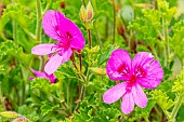 Scented leaf Pelargonium, Pelargonium limoneum, flowers
