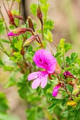 Scented leaf Pelargonium, Pelargonium limoneum, flowers