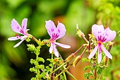 Crisped-leaf Pelargonium, Scented leaf Pelargonium, Pelargonium crispium mibor, flowers