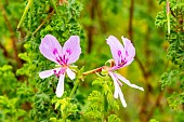 Crisped-leaf Pelargonium, Scented leaf Pelargonium, Pelargonium crispium mibor, flowers