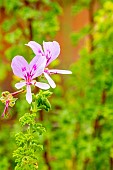 Crisped-leaf Pelargonium, Scented leaf Pelargonium, Pelargonium crispium mibor, flowers