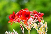 Scented leaf Pelargonium, Pelargonium ignescens, flowers