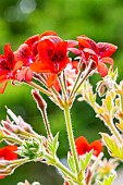 Scented leaf Pelargonium, Pelargonium ignescens, flowers
