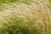 Love grass, Eragrostis elliottii Wind Dancer