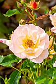 Rose polyantha, Rosa Calizia, Obtention : Noack (ALL) 2006, flower