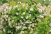 Climbing rose, Rosa New Dawn, Rosa Toby Tristam, in bloom