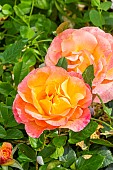 Modern hybrid rose, Rosa Philippe Noiret, Breeder : Meilland (FRA) 1999, flowers