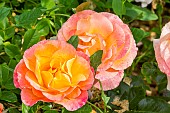 Modern hybrid rose, Rosa Philippe Noiret, Breeder : Meilland (FRA) 1999, flowers