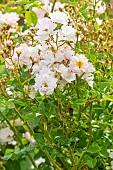 Modern hybrid rose, Rosa Auberge de lIll, Breeder : Eve (FRA) 2002, in bloom