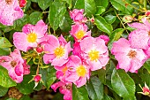 Modern hybrid rose, Rosa Douceur Normande, Breeder : Meilland (FRA) 1993, flowers