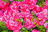 Wichuraiana hybrid rose, Rosa Emera Breeder : Noack (GER) 1989, flowers