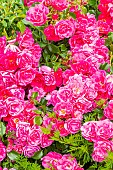 Wichuraiana hybrid rose, Rosa Emera Breeder : Noack (GER) 1989, flowers