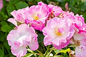 Rose floribunda, Rosa Rigo Fortuna, Breeder : Kordes (GER) 2002, flowers