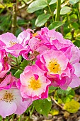 Rose floribunda, Rosa Rigo Fortuna, Breeder : Kordes (GER) 2002, flowers