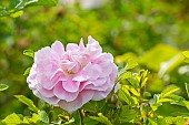 Rugosa hybrid rose, Rosa Martin Frobisher Breeder : Svejda 1968, flower