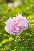 Rugosa hybrid rose, Rosa Martin Frobisher Breeder : Svejda 1968, flower