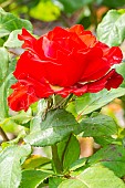 Hybrid Tea Rose, Rosa Grande Amore Eleganza Breeder : Kordes (GER) 1978, flower