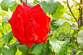 Hybrid Tea Rose, Rosa Grande Amore Eleganza Breeder : Kordes (GER) 1978, flower