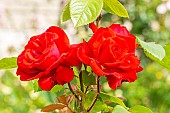 Hybrid Tea Rose, Rosa Grande Amore Eleganza Breeder : Kordes (GER) 1978, flower