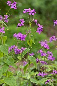 Honesty (Lunaria annua) flowers in spring