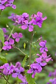 Honesty (Lunaria annua) flowers in spring