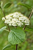 Wayfaring tree (Viburnum lantana) flowers