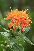 Safflower (Carthamus tinctorius), flower