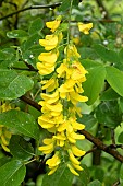 Common laburnum (Laburnum anagyroides), flowers