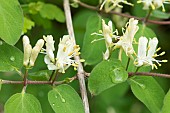 Fly Honeysuckle (Lonicera xylosteum), flowers