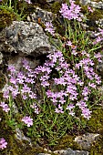 Fairy foxglove (Erinus alpinus), flowers